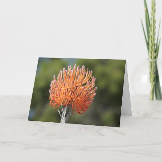 Het speldenkussenprotea van de raket kaart (Voorkant)