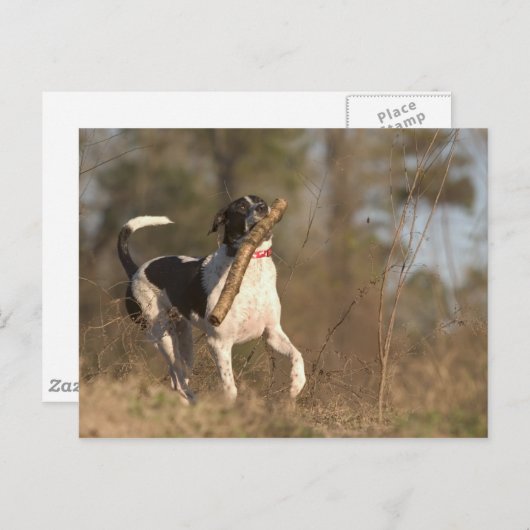 Het spelen fetch briefkaart (Voorkant / Achterkant)