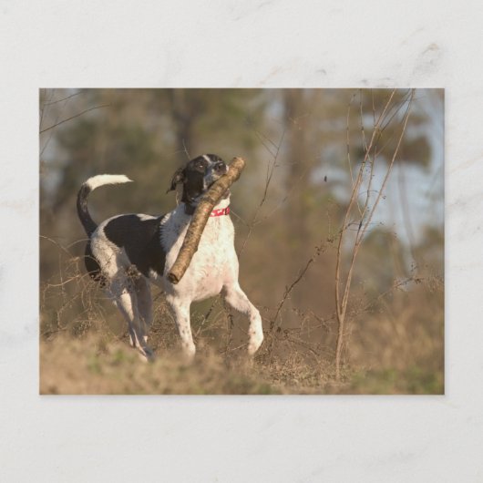 Het spelen fetch briefkaart (Voorkant)