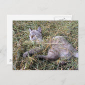 Het spelen in de Hay Briefkaart (Voorkant / Achterkant)