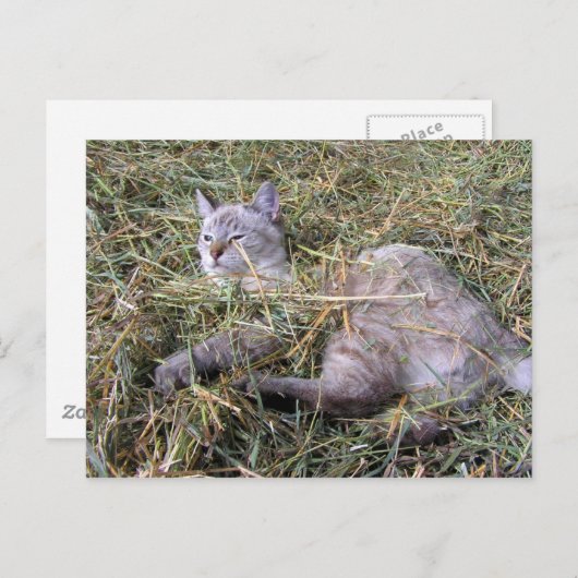 Het spelen in de Hay Briefkaart (Voorkant / Achterkant)