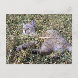 Het spelen in de Hay Briefkaart