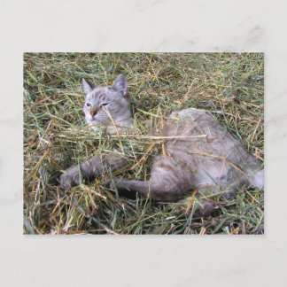 Het spelen in de Hay Briefkaart