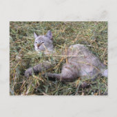 Het spelen in de Hay Briefkaart (Voorkant)