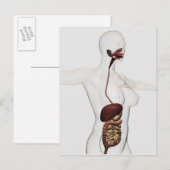 Het spijsverteringsstelsel 1 briefkaart (Voorkant / Achterkant)