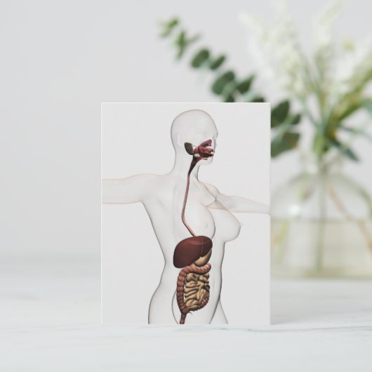 Het spijsverteringsstelsel 1 briefkaart (Staand voorkant)