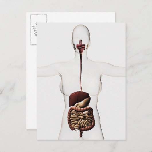 Het spijsverteringsstelsel 2 briefkaart (Voorkant / Achterkant)