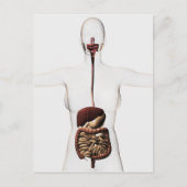 Het spijsverteringsstelsel 2 briefkaart (Voorkant)