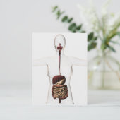 Het spijsverteringsstelsel 2 briefkaart (Staand voorkant)