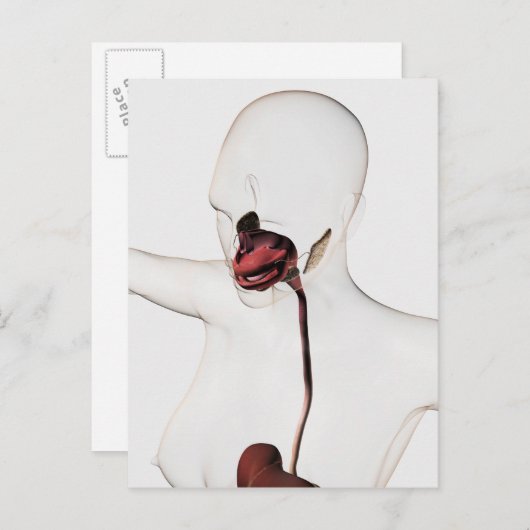 Het spijsverteringsstelsel 3 briefkaart (Voorkant / Achterkant)