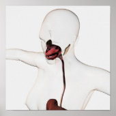 Het spijsverteringsstelsel 3 poster (Voorkant)