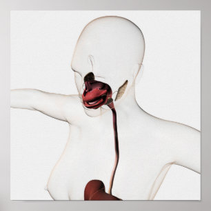 Het spijsverteringsstelsel 3 poster