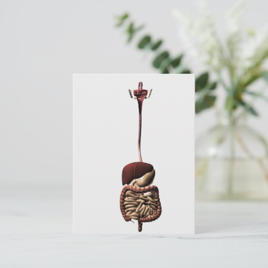Het spijsverteringsstelsel 4 briefkaart (Staand voorkant)