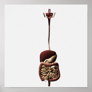 Het spijsverteringsstelsel 4 poster