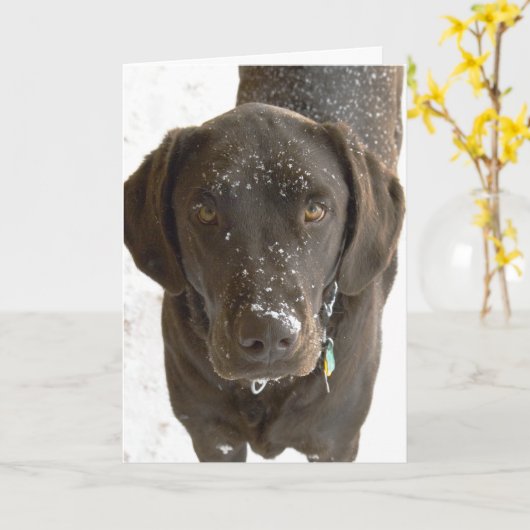 Het spijt me dat sneeuwbesproeide chocolade Lab fo Kaart (Gele Bloem)