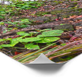 Het spoor van Kalalau, Napalische kust, Kauai Poster (Hoek)