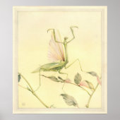 HET SPREIZEN MANTIS - Insect Boek Illustratie Poster (Voorkant)