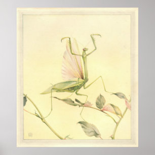 HET SPREIZEN MANTIS - Insect Boek Illustratie Poster