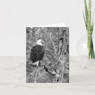 Het staren Eagle De Kaart van de b&w- Nota