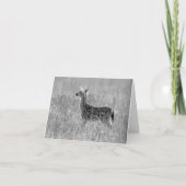 Het staren Fawn Kaart (Voorkant)