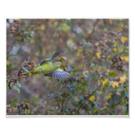 Het stelen van de boomkor foto afdruk