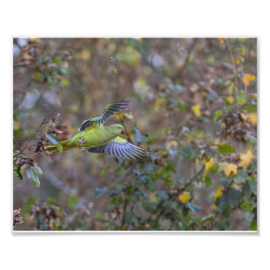 Het stelen van de boomkor foto afdruk (Voorkant)