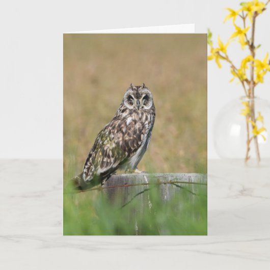 Het Stellen van de uil Kaart (Gele Bloem)