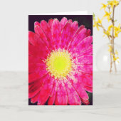 Het sterrige Roze Wenskaart van Gerbera Daisy Kaart (Gele Bloem)