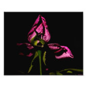 Het steunen uit de schaduwen foto afdruk (Voorkant)