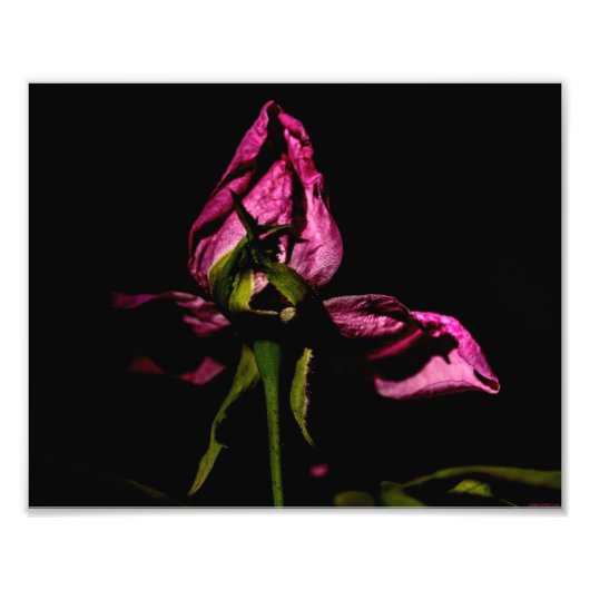 Het steunen uit de schaduwen foto afdruk (Voorkant)