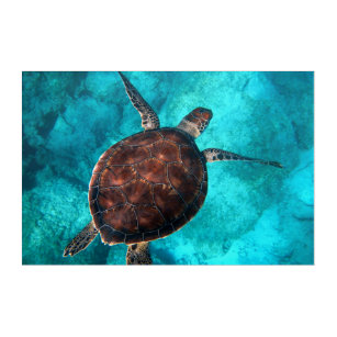 Get Wallpaper Schildpad Strand Kunst Posters En Afdrukken Zazzle Nl For iPhone