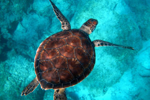 Get Wallpaper Schildpad Strand Kunst Posters En Afdrukken Zazzle Nl HD