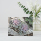 Het Succulente Briefkaart van Echeveria (Staand voorkant)