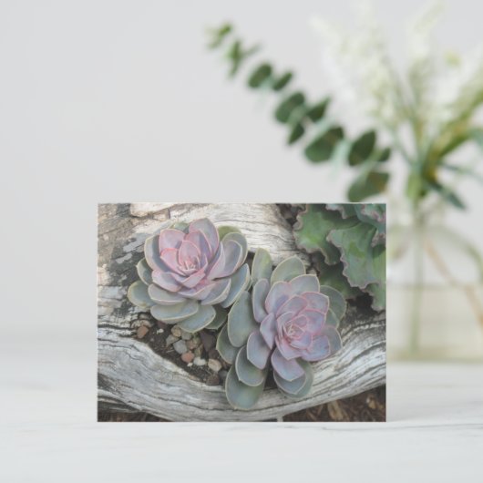 Het Succulente Briefkaart van Echeveria (Staand voorkant)