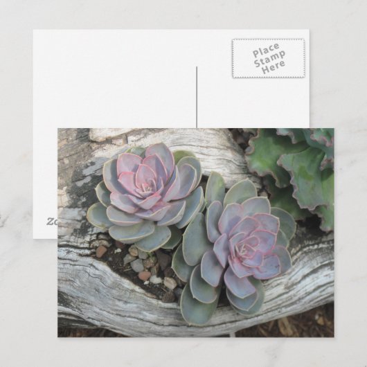 Het Succulente Briefkaart van Echeveria (Voorkant / Achterkant)