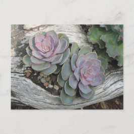 Het Succulente Briefkaart van Echeveria
