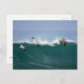 Het Surfen van pelikanen Briefkaart (Voorkant / Achterkant)