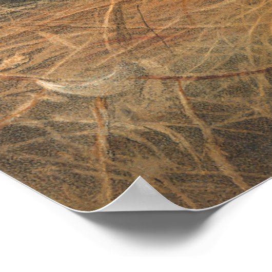 Het Syrische Beer van Joseph Wolf Poster (Hoek)