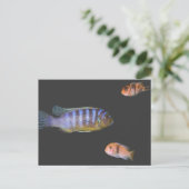 Het Trio van Cichlid Briefkaart (Staand voorkant)