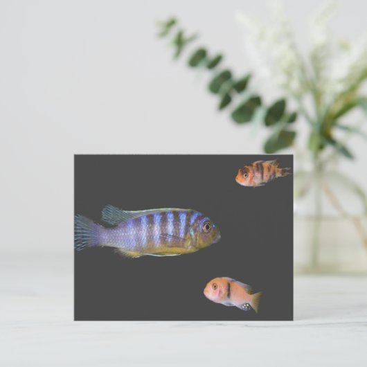 Het Trio van Cichlid Briefkaart (Staand voorkant)