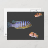 Het Trio van Cichlid Briefkaart (Voorkant / Achterkant)
