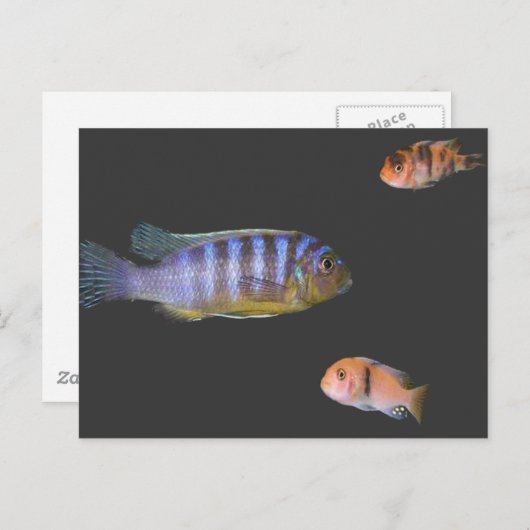 Het Trio van Cichlid Briefkaart (Voorkant / Achterkant)