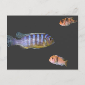 Het Trio van Cichlid Briefkaart