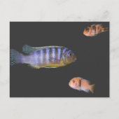 Het Trio van Cichlid Briefkaart (Voorkant)