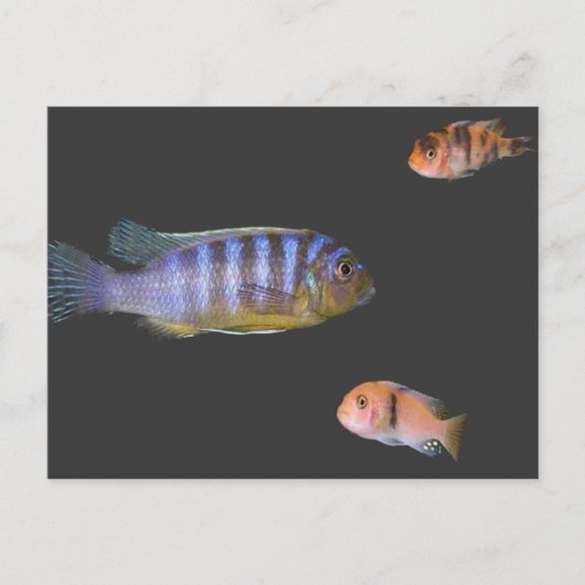 Het Trio van Cichlid Briefkaart (Voorkant)