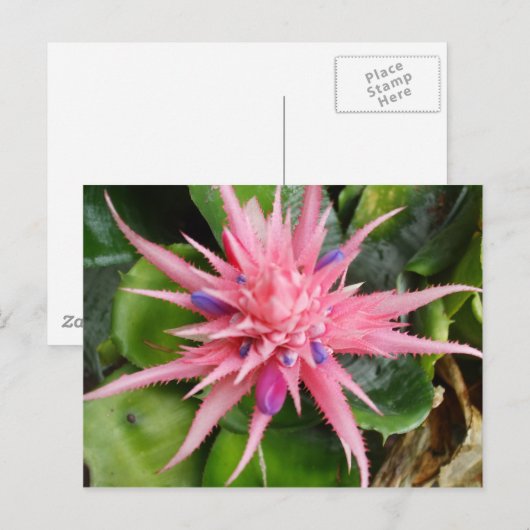 Het tropische Briefkaart van de Schoonheid (Voorkant / Achterkant)