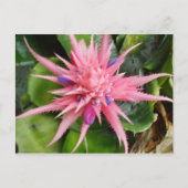 Het tropische Briefkaart van de Schoonheid (Voorkant)