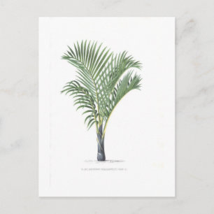 Het tropische collectie van de Palm - afbeelding 3 Briefkaart