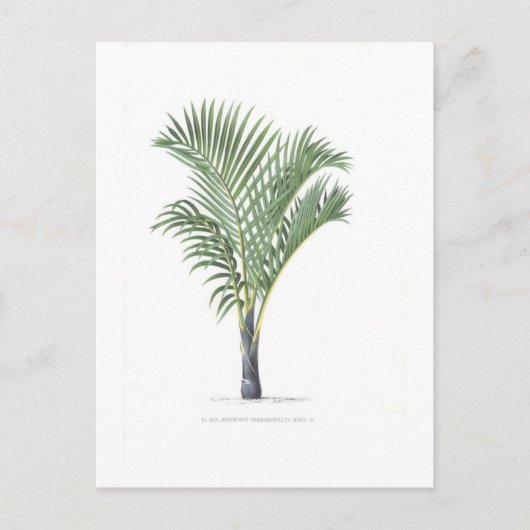 Het tropische collectie van de Palm - afbeelding 3 Briefkaart (Voorkant)