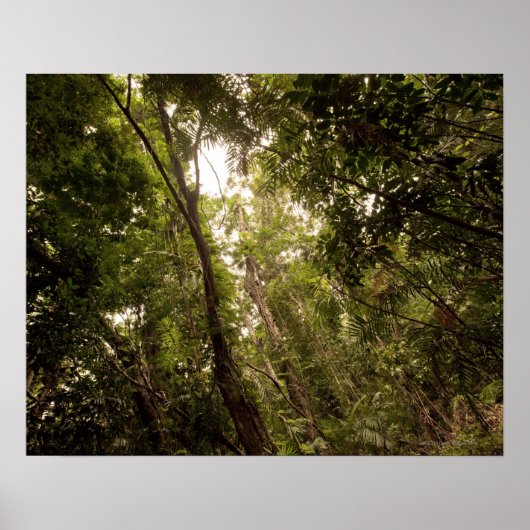 Het tropische regenwoud van de Daintree Poster (Voorkant)